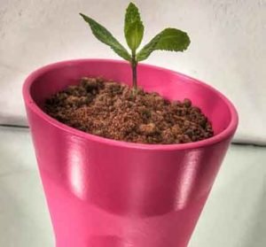 Maceta de Tiramisu con tierra de chocolate