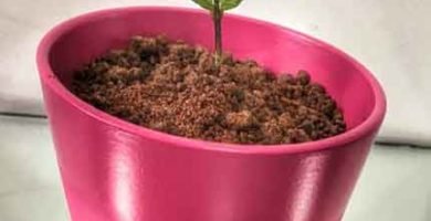 Maceta de Tiramisu con tierra de chocolate